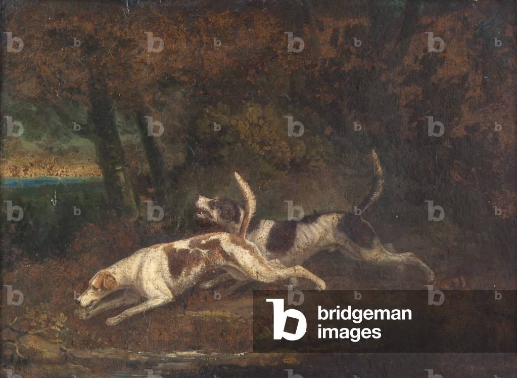 Two Foxhounds