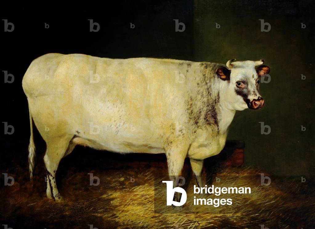 A White Shorthorn Heifer