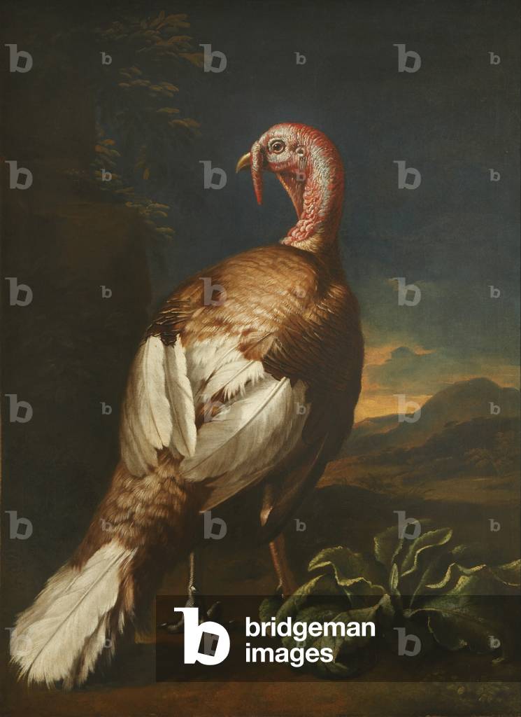 A Turkey in a Landscape