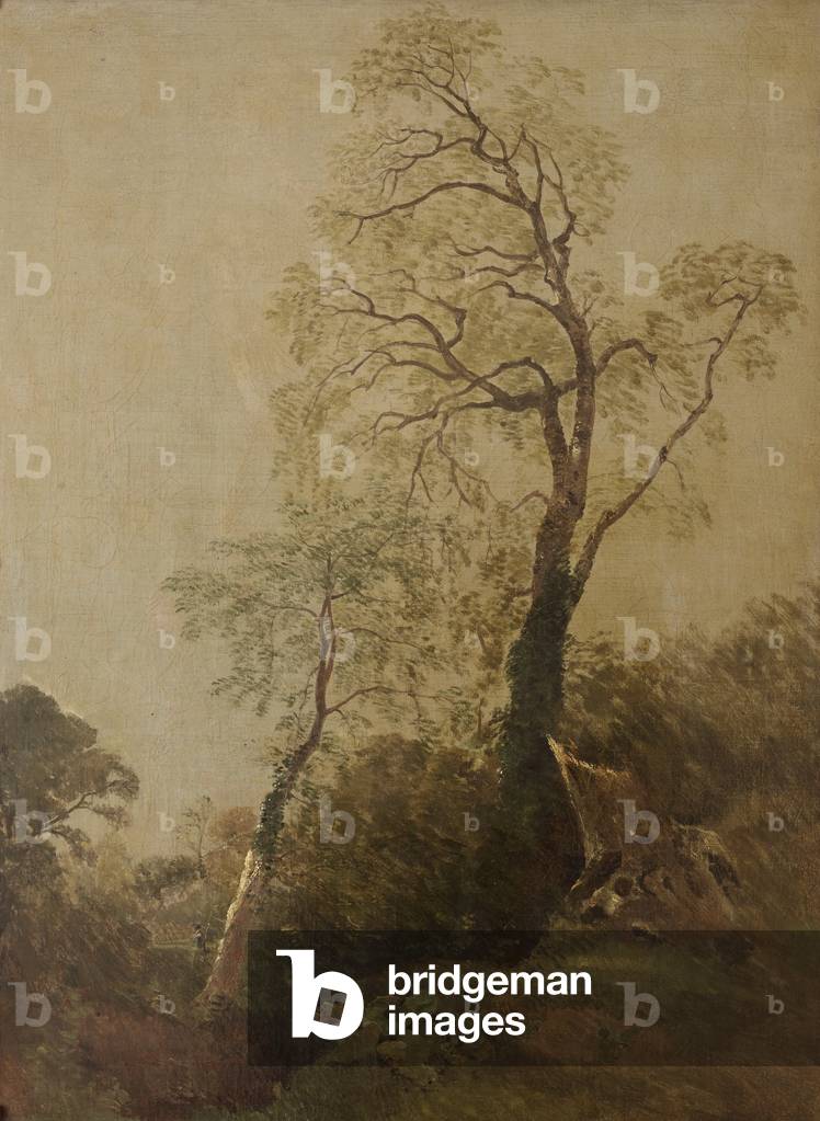 Birches in Helmingham Park (oil on canvas)