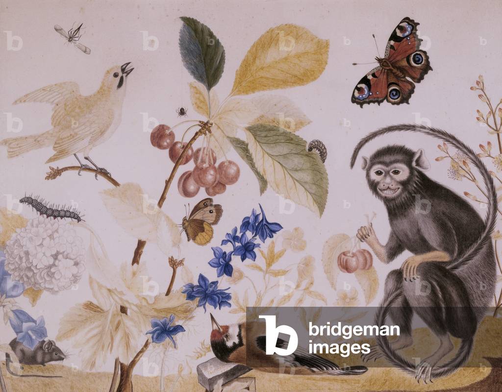 A 'West Indian little black monkey' with birds, butterflies and flowers, 1757 (coloured pencil on paper)