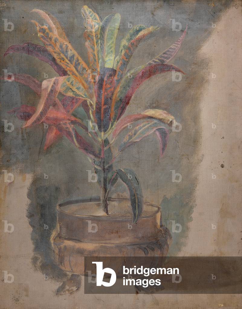 Plant in a Pot (oil on canvas)