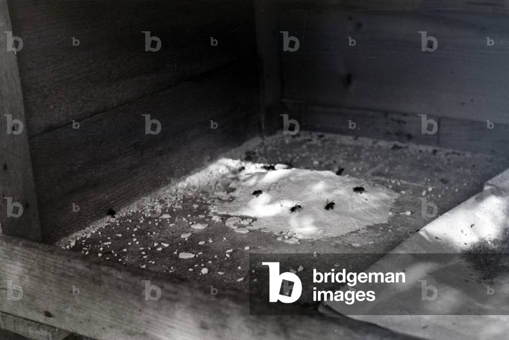 Flies on a sugar heap in a bee house, germany 1930s (b/w photo)