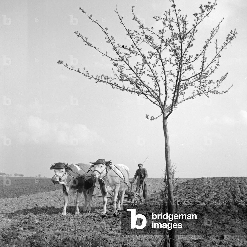 A farmer ploughing his soil, Germany 1930s (b/w photo)