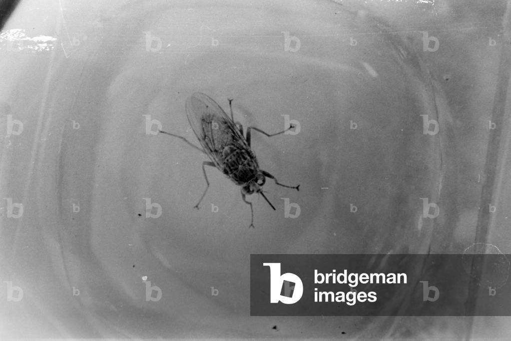 Fight against the Tsetse fly, Germany 1930s (b/w photo)