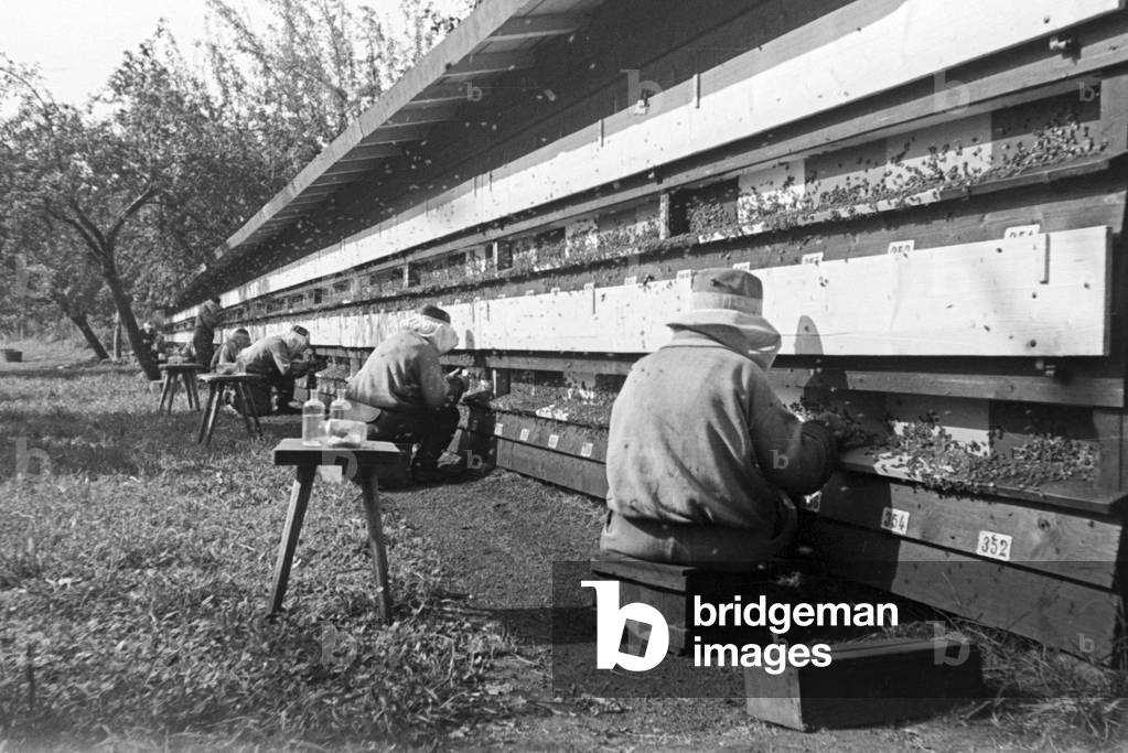 Extraction of bee venom at Mack pharmceutical company at Illertissen, Germany 1930s (b/w photo)