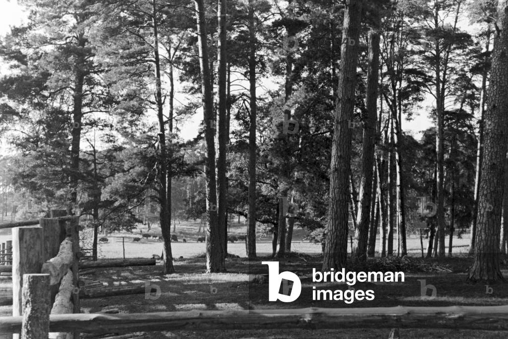 A trip to Stuttgart, Germany 1930s (b/w photo)