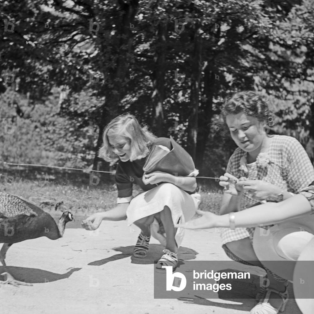 Two women feeding a peacock at Wilhelma zoological garden in Stuttgart, Germany 1930s (b/w photo)