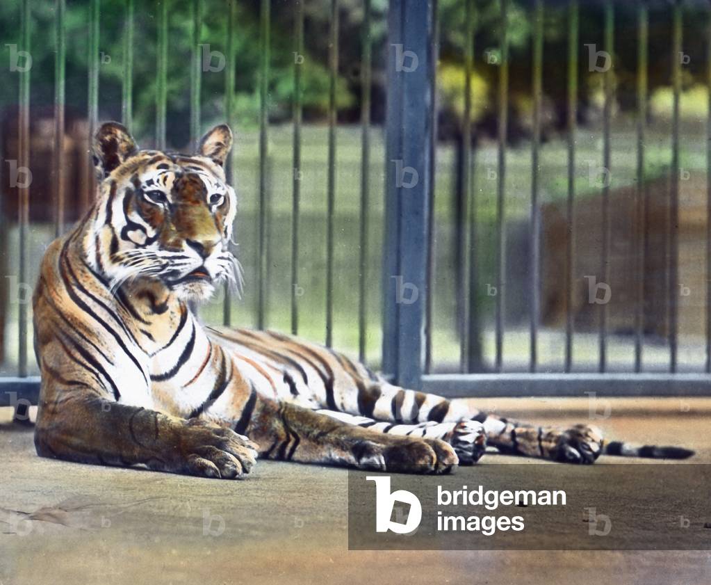 At the big cats' cage