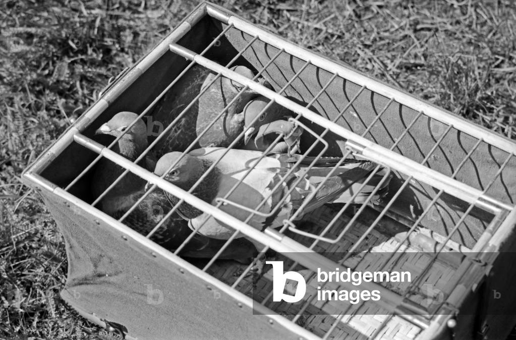 Three carrier pigeons of the Heeres Brieftauben Anstalt in their cage, Germany 1930s (b/w photo)