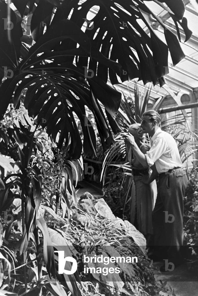 Exotic plants in the botanical garden Wilhelma in Stuttgart, Germany 1930s (b/w photo)