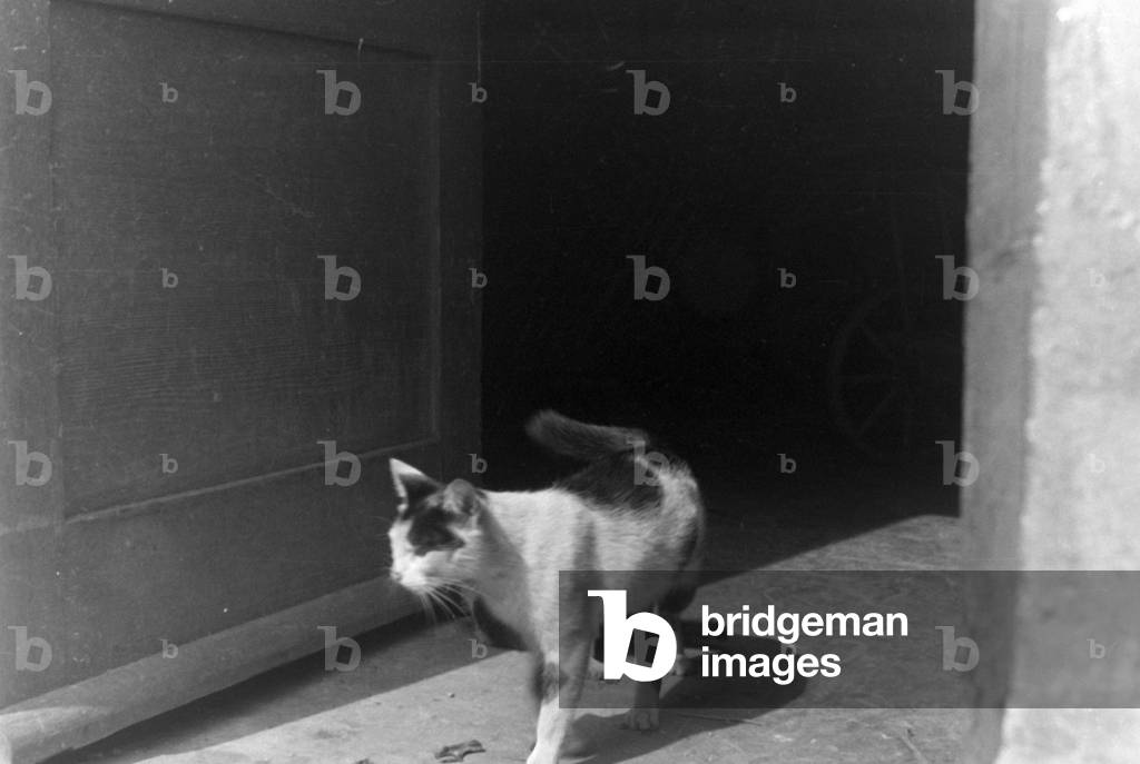 Cats playing with each other, Germany 1930s (b/w photo)