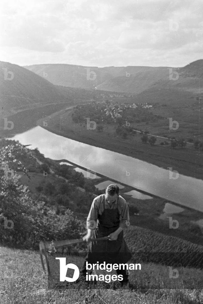 Winegrower at work, Germany 1930s (b/w photo)
