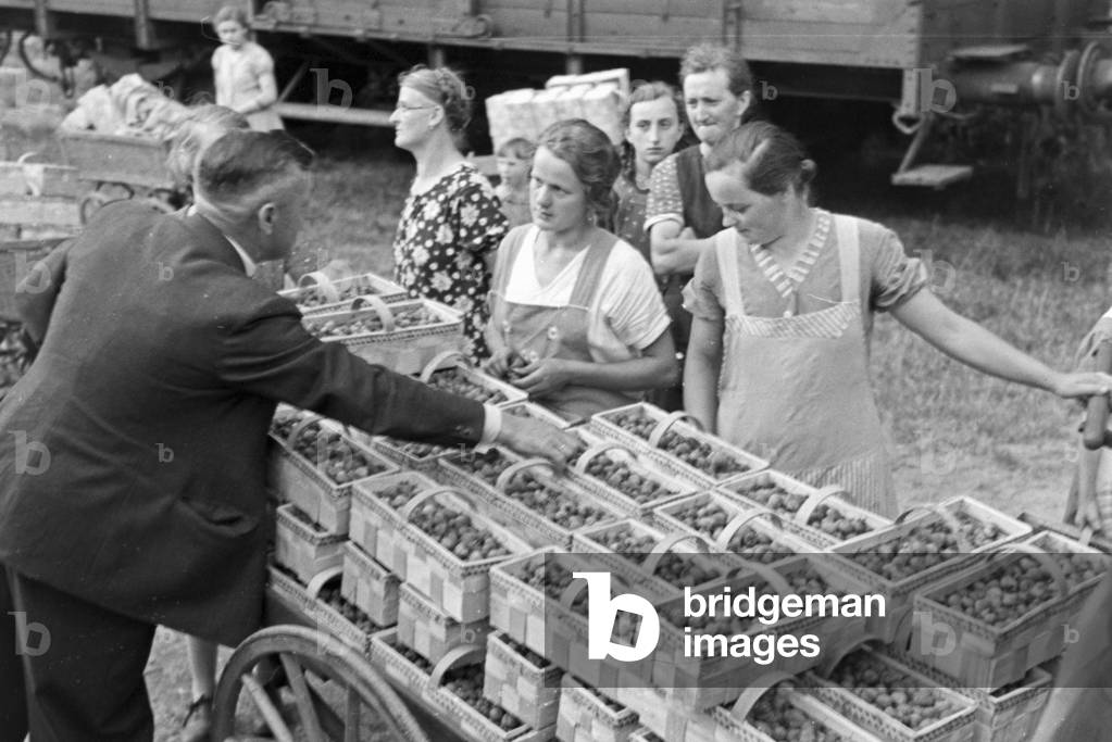 Seasonal farm worker for the strawberry harvest at Buehl, Germany 1930s (b/w photo)