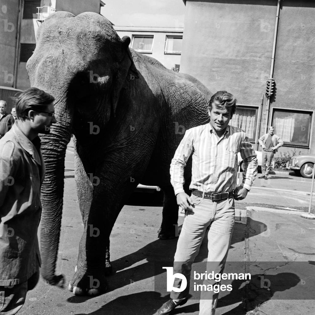 An elephant on the way to the studio of German TV station Zweites Deutsches Fernsehen at Hamburg, Germany 1960s