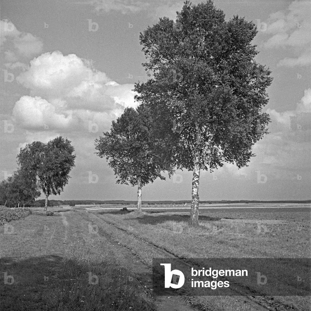 Birch trees at Luneburg heath, 1930s (b/w photo)
