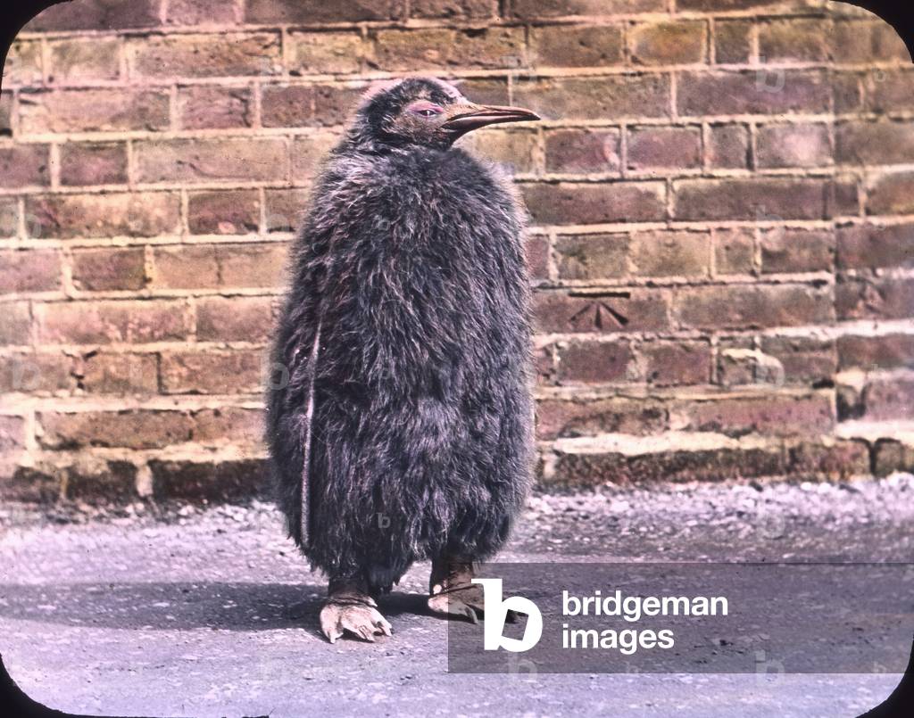 Visiting a bird's department at a zoological garden, 1920s