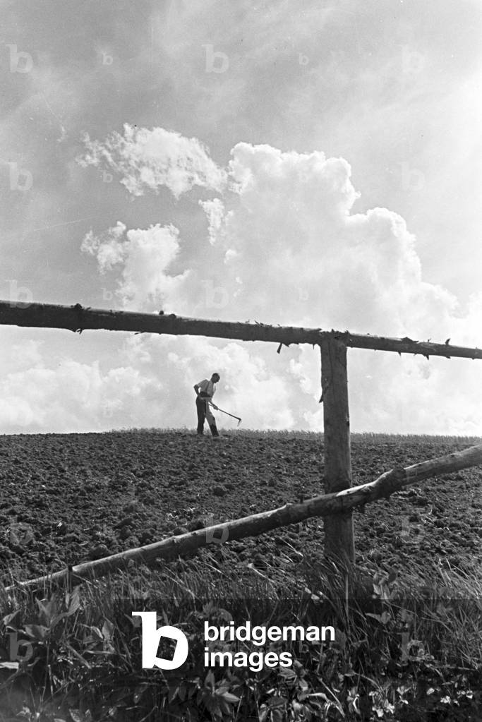 A farmer is ploughing the field with a rake, Black Forest, Germany 1930s (b/w photo)