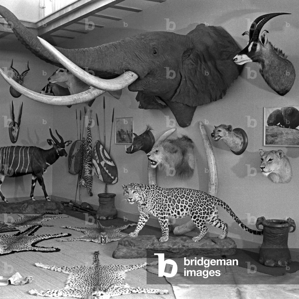 African section at the international hunting exhibition Berlin 1937 showing African animal preparations, Germany 1930s (b/w photo)