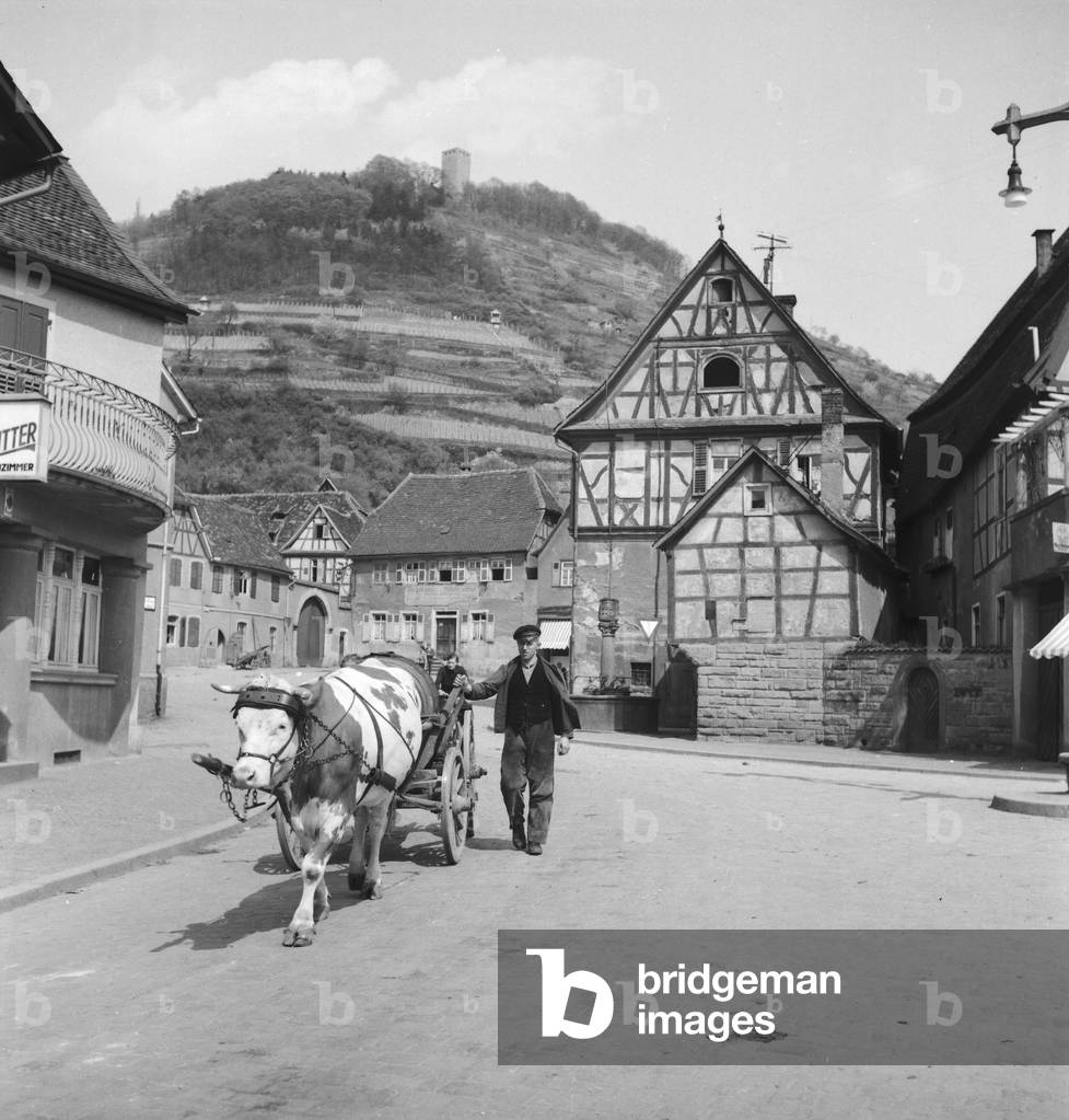A farmer with his cow in the streets of Lorsch, Germany 1930s (b/w photo)