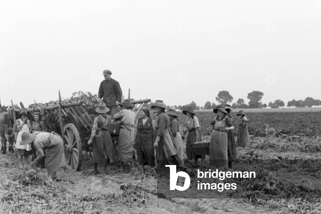 A sprinkler system in its agricultural use at a potato field, Germany 1930s (b/w photo)