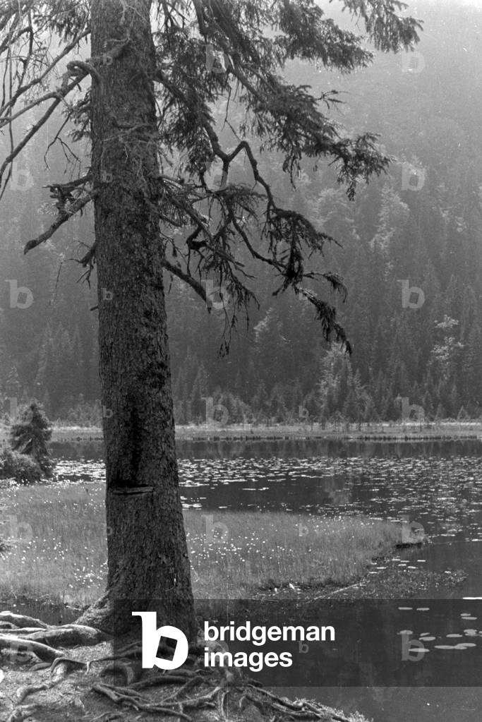 Recovery in the Bohemian Forest, Germany 1930s (b/w photo)