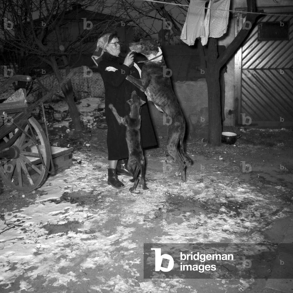 Two watchdogs begging for food, Northern Germany 1954