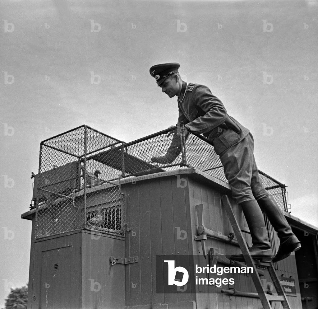 The drill sergeant is looking after the carrier pigeons in their mobile dovecote, Berlin Spandau, 1930s (b/w photo)