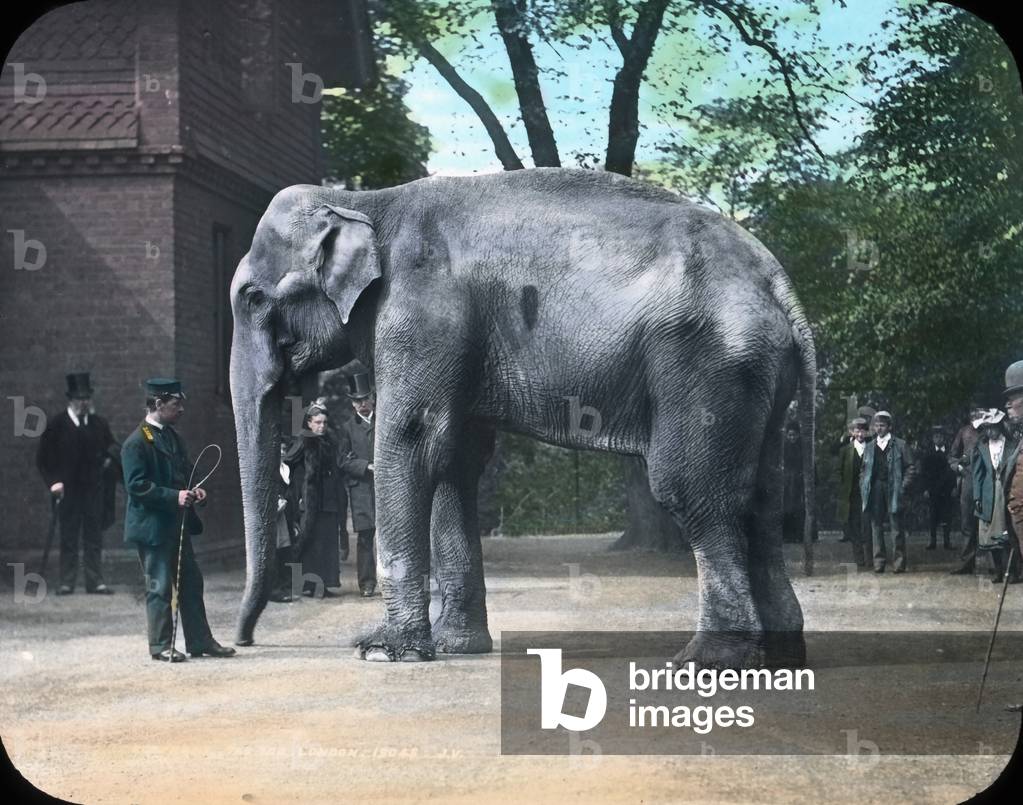 Elephants