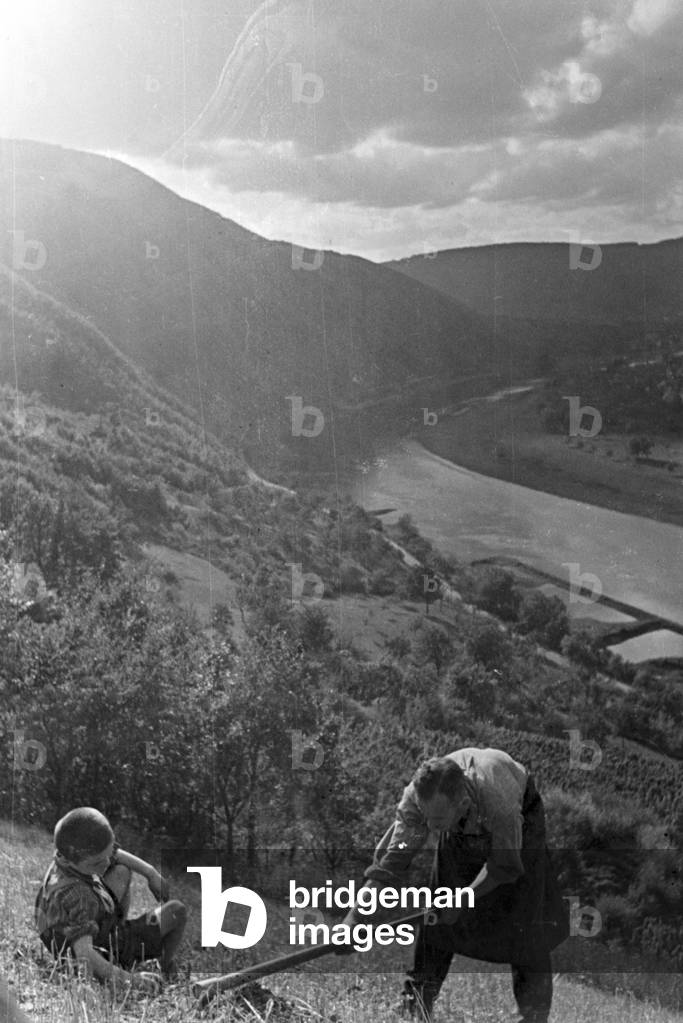 Winegrower at work in the vineyard, Germany 1930s (b/w photo)