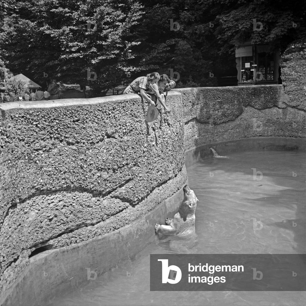 Three young woman visiting a zoological garden and see the polar bear's compound, Germany 1930s (b/w photo)