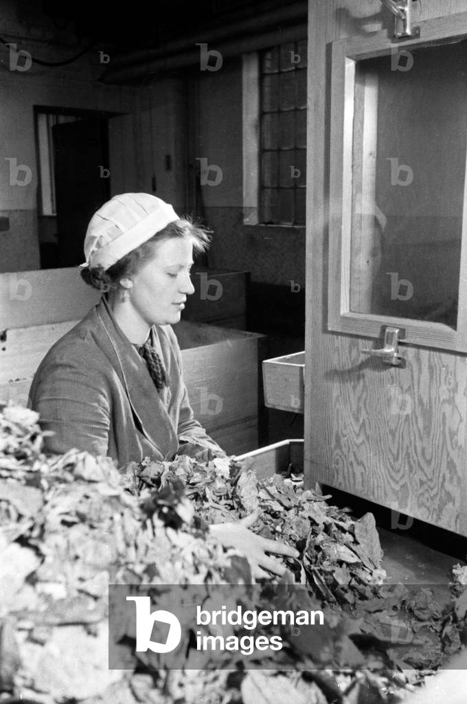 A young female staff member assorting tobacco leaves for the production of cigarettes at the Kyriazi cigarette factory at Hamburg, Germany 1930s (b/w photo)
