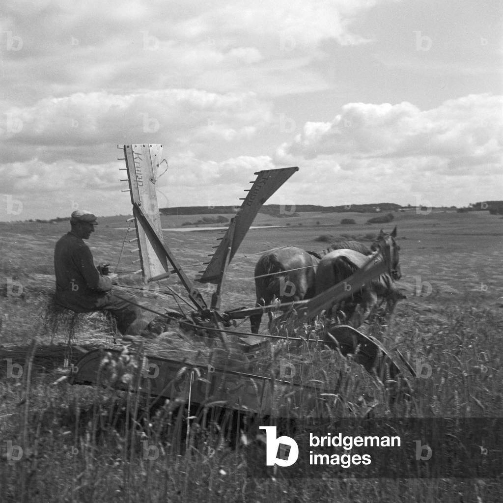 A farmer working onhis field in Masuria in East Prussia, Germany 1930s (b/w photo)
