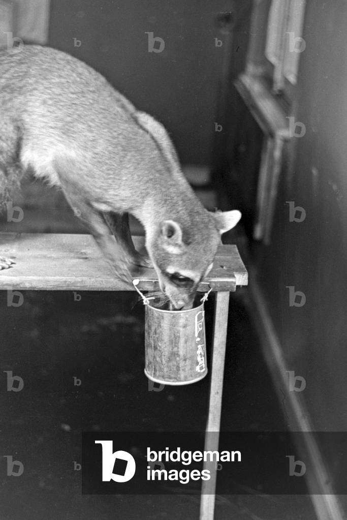 A young badger in an animal experiment at the insitute for animal psychology of Wilhelms university at Muenster, Germany 1930s (b/w photo)