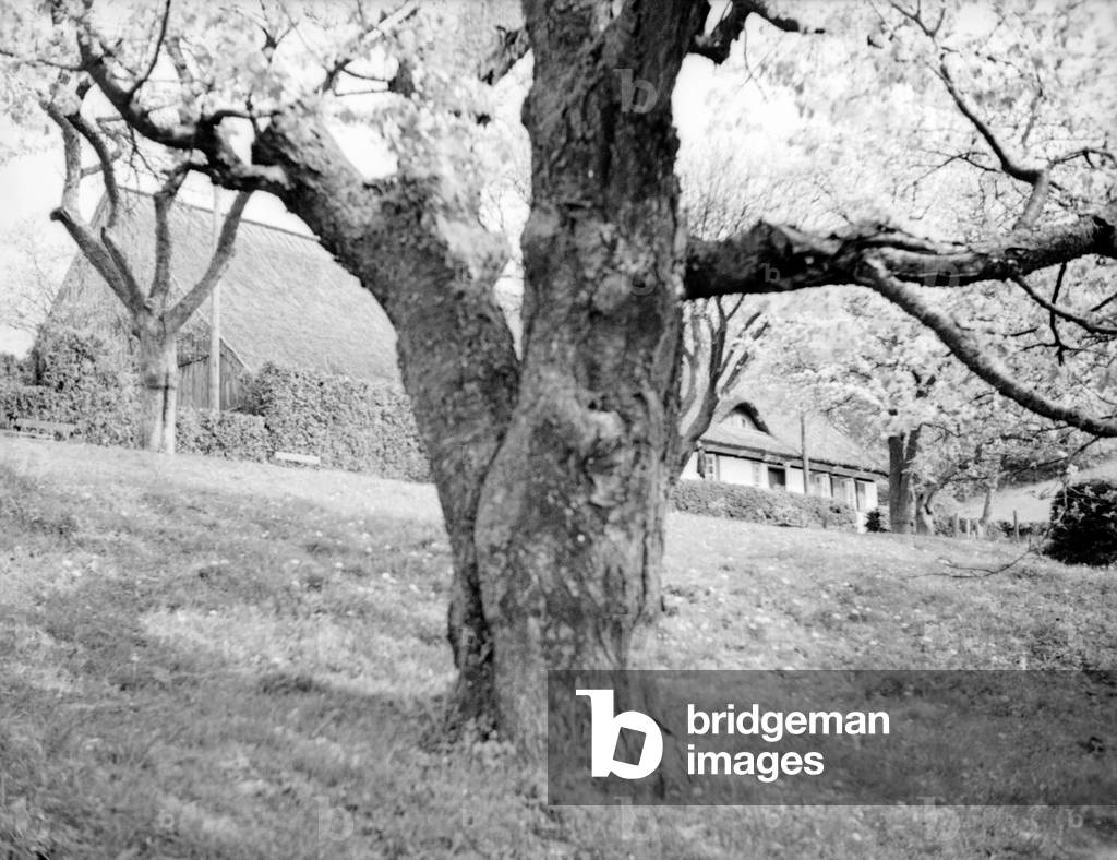 Elbing heights, tree at the village Succase, East Prussia, 1930s (b/w photo)