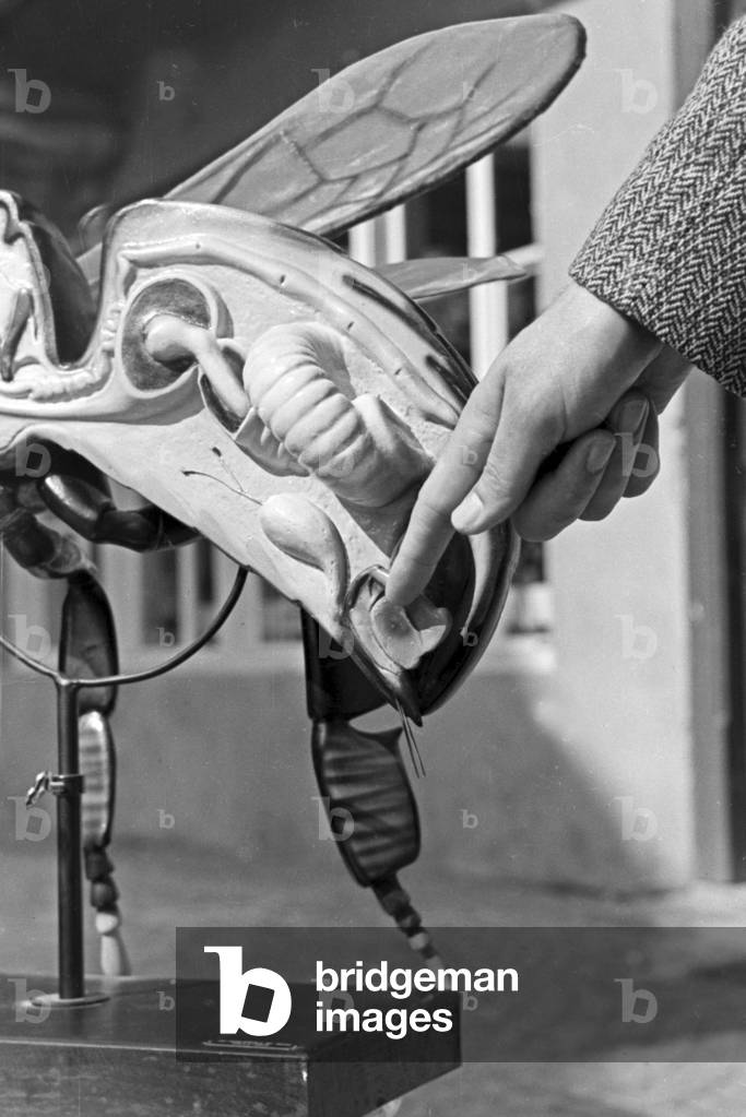 Extraction of bee venom at Mack pharmceutical company at Illertissen, the poison gland is shown on a bee model, Germany 1930s (b/w photo)