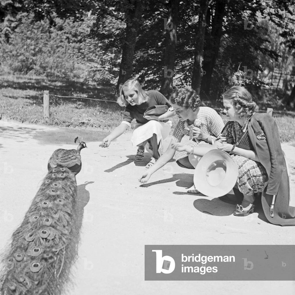 Three women feeding a peacock at Wilhelma zoological garden in Stuttgart, Germany 1930s (b/w photo)