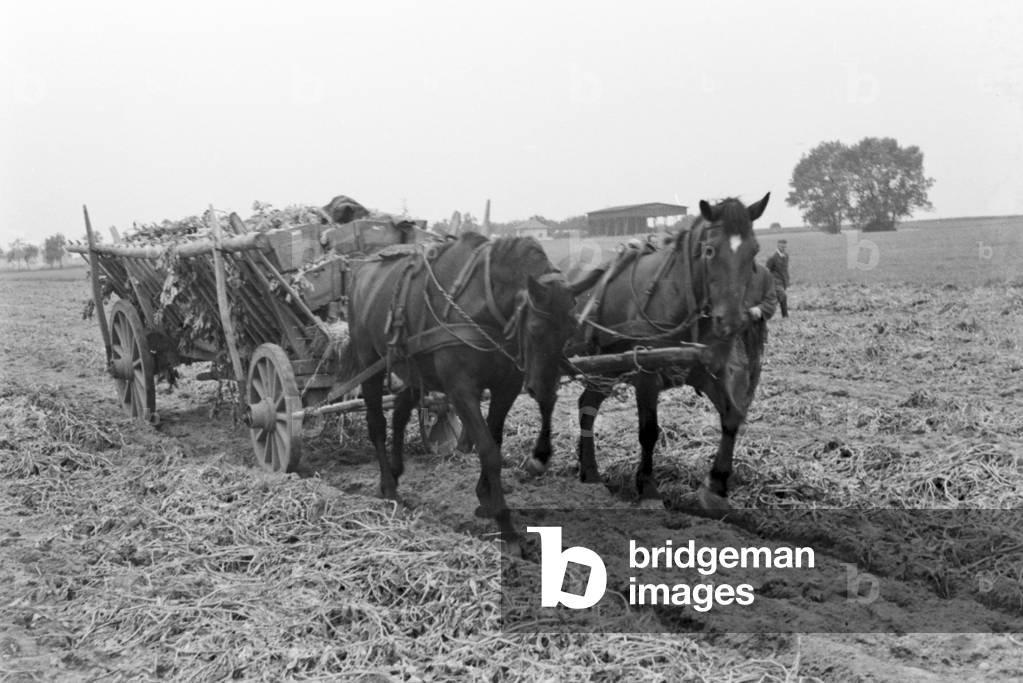 A sprinkler system in its agricultural use at a potato field, Germany 1930s (b/w photo)