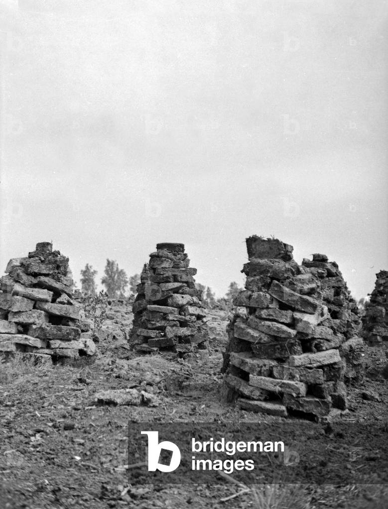 Drying turf from Grosses Moosbruch moorland, East Prussia, 1930s (b/w photo)