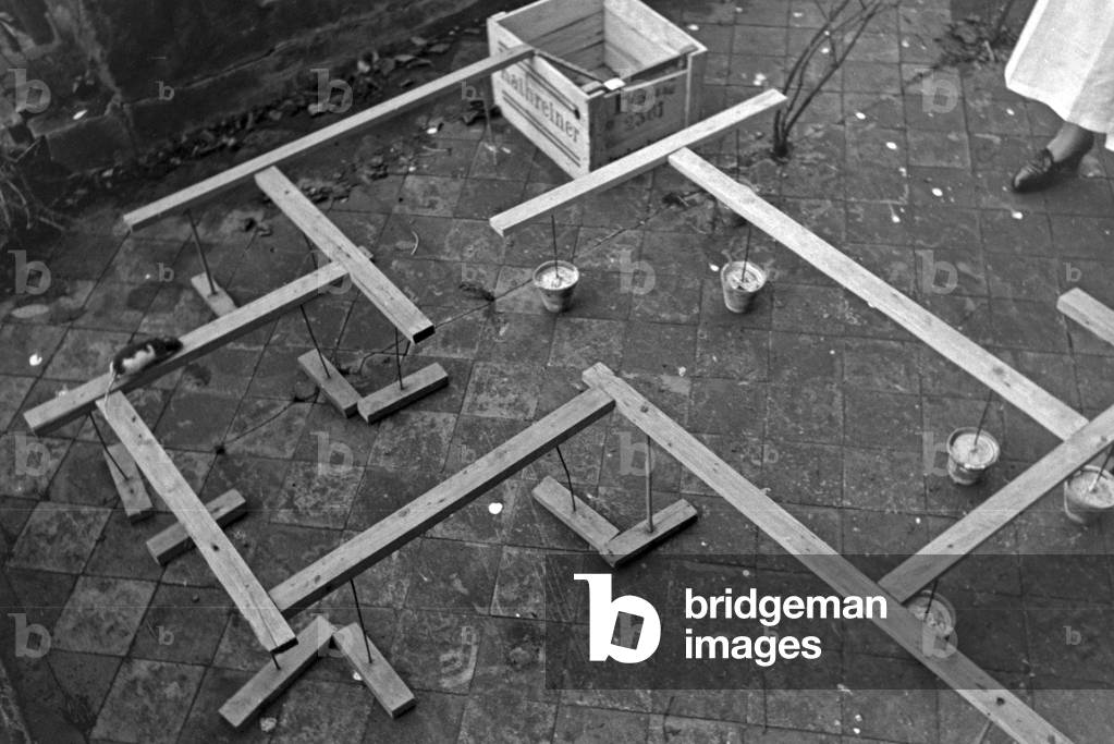 Experimental arrangement with a rat in search of its reward in an animal experiment at the insitute for animal psychology of Wilhelms university at Muenster, Germany 1930s (b/w photo)