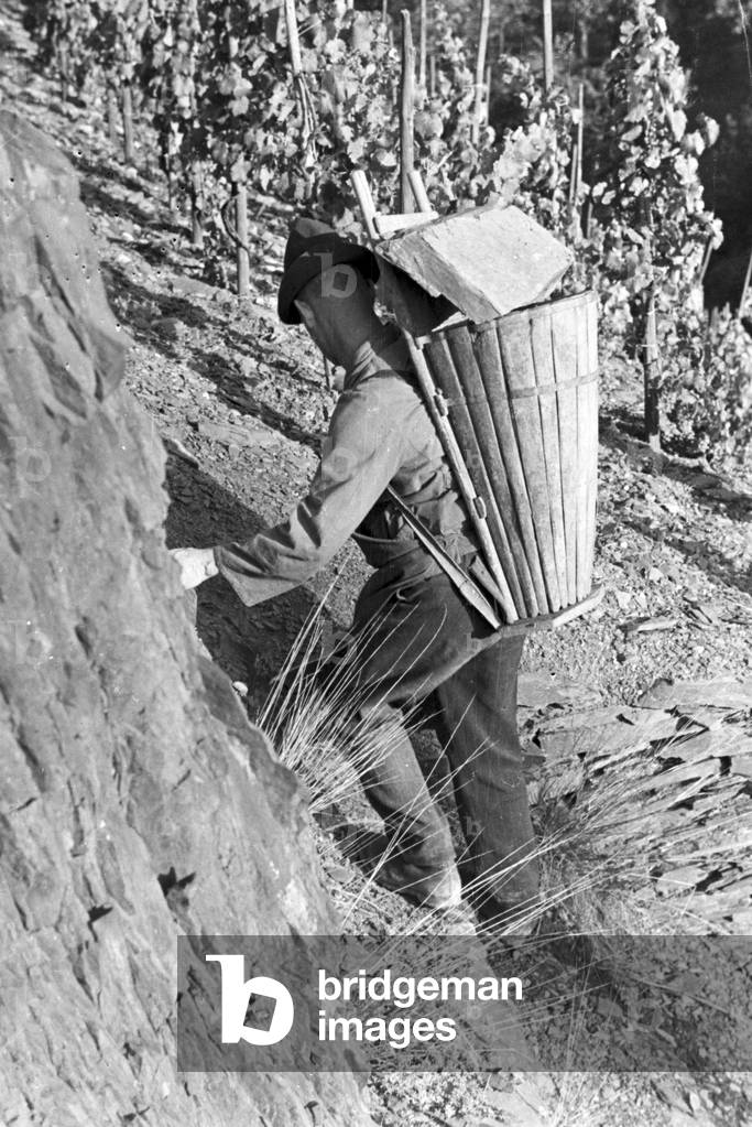 Winegrower at work in the vineyard, Germany 1930s (b/w photo)
