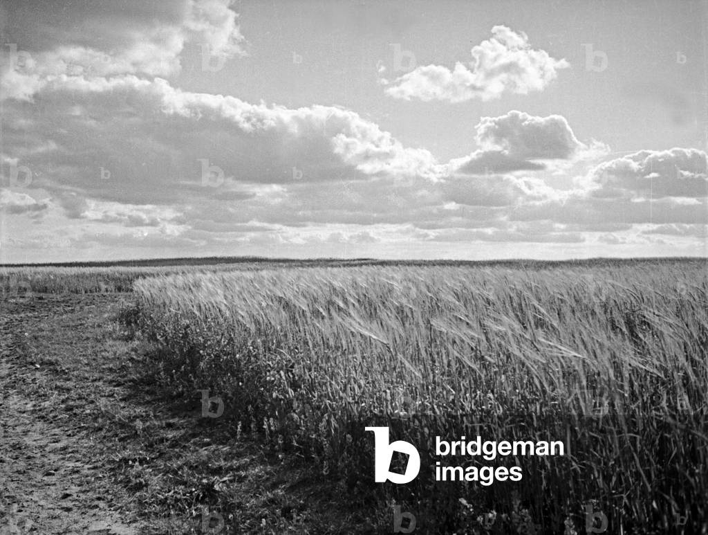 Barley swaying in the wind, East Prussia, 1930s (b/w photo)