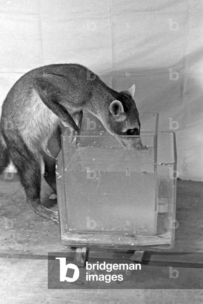 Experimental arrangement with a young racoon in an animal experiment at the insitute for animal psychology of Wilhelms university at Muenster, Germany 1930s (b/w photo)