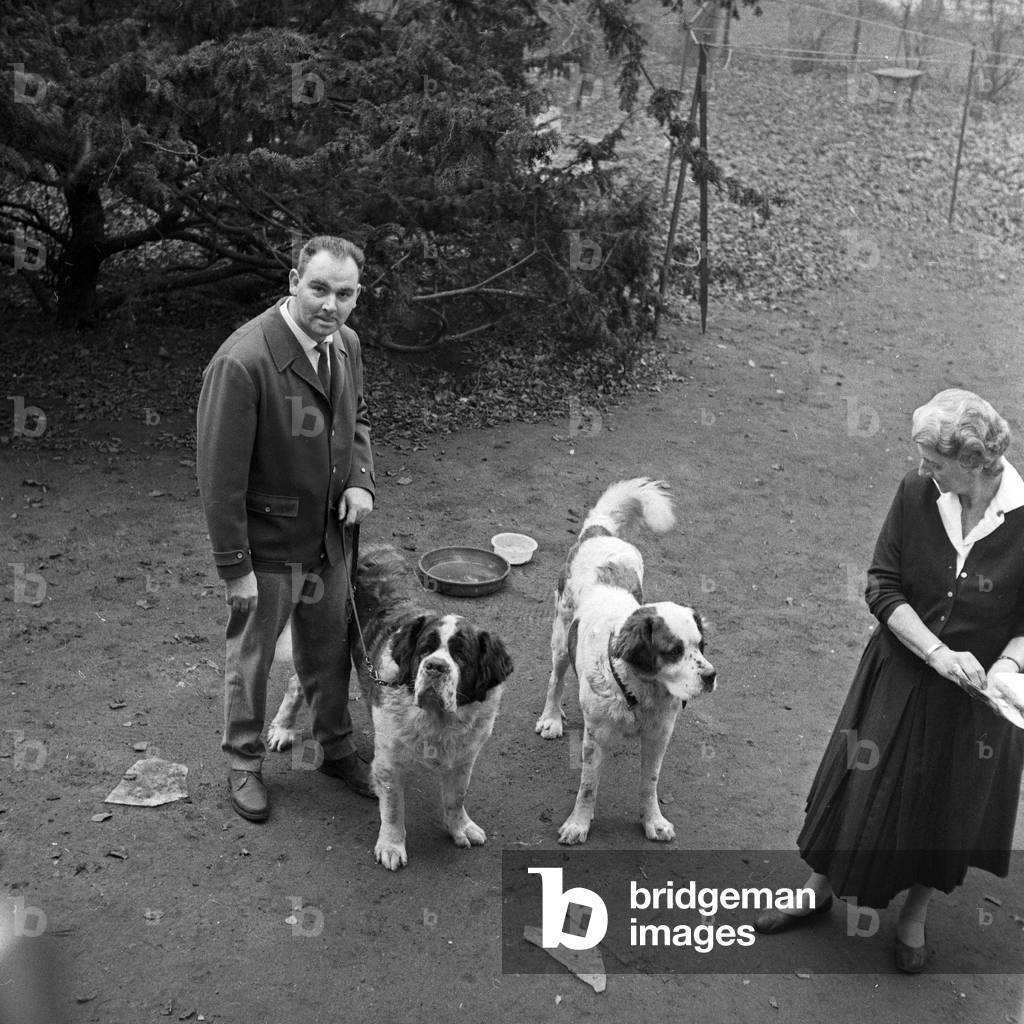 Non-fiction author and journalist Ulrich Klever with two Saint Bernard dogs, Germany 1960s