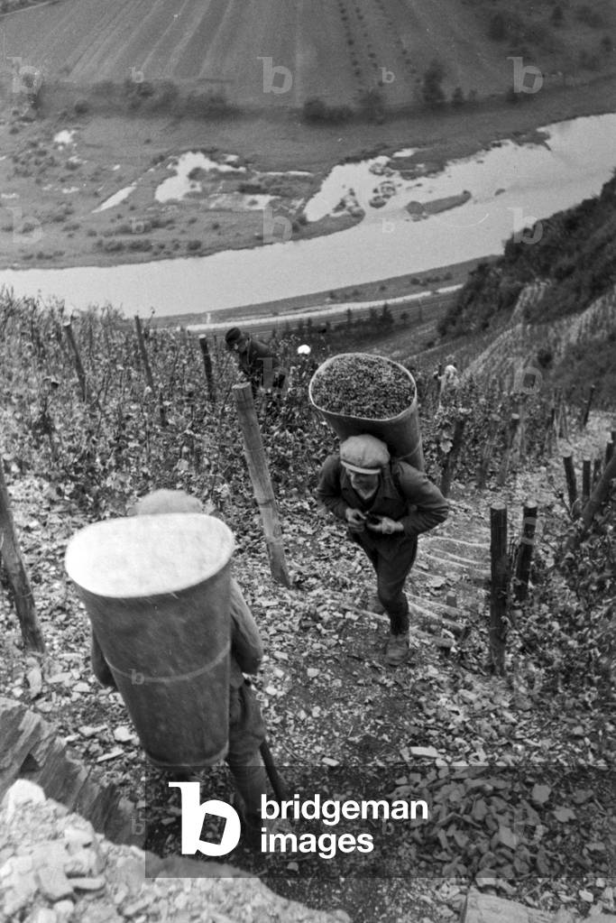 Vintaging at Serrig, Germany 1930s (b/w photo)
