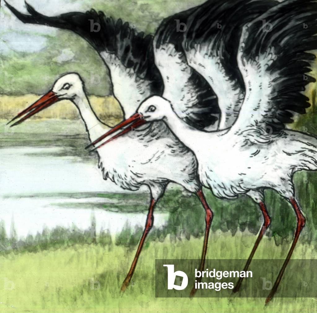 Caliph stork