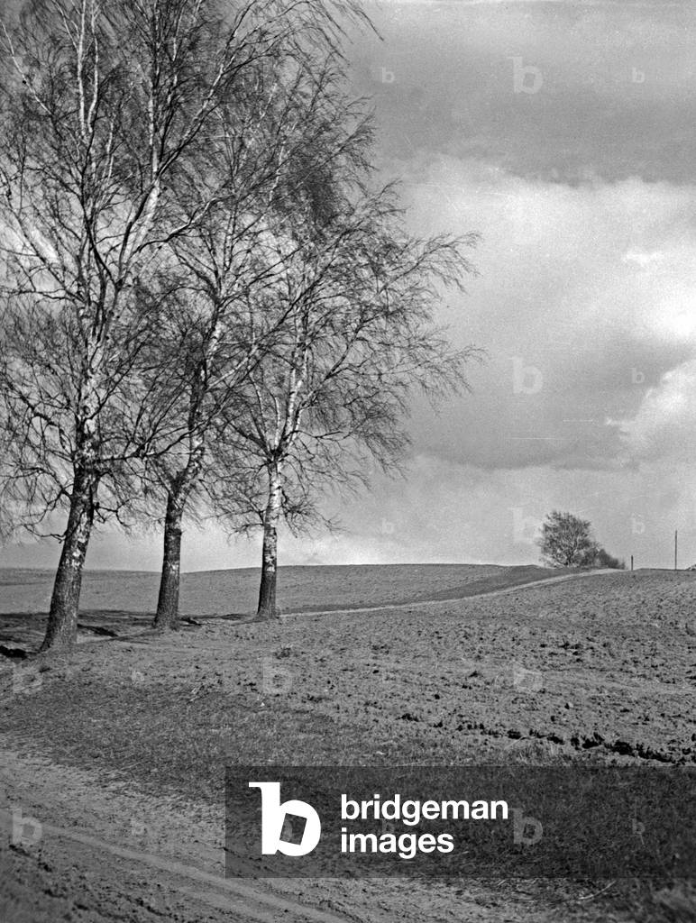 Landscape with birch trees in Masuria, East Prussia, 1930s (b/w photo)