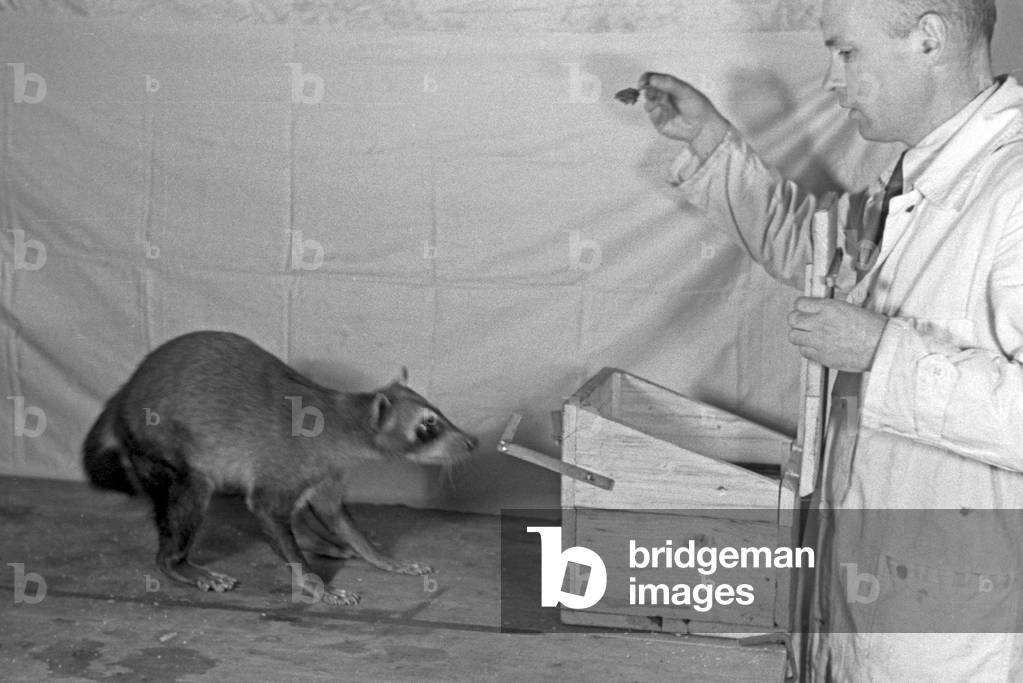 Experimental arrangement with a young racoon in an animal experiment at the insitute for animal psychology of Wilhelms university at Muenster, Germany 1930s (b/w photo)