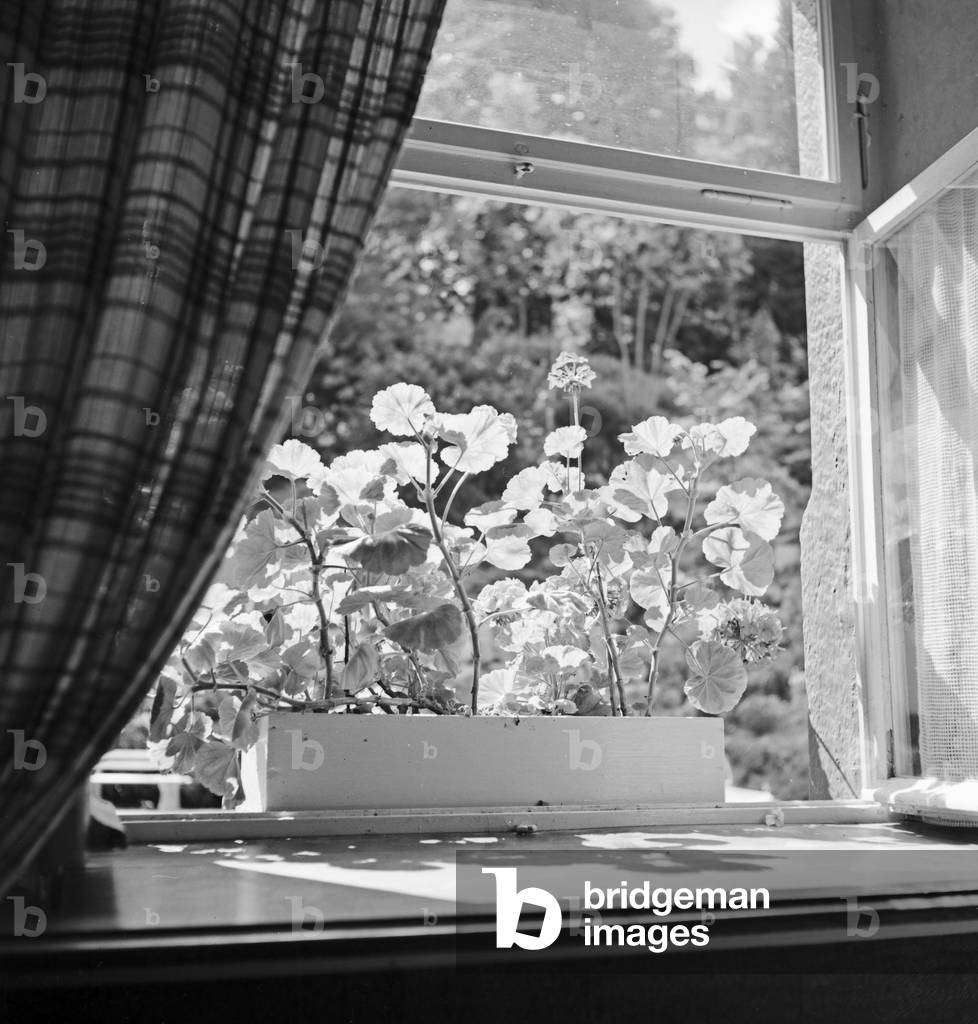 Flowers in the moroning sun at the window sill, Germany 1930s (b/w photo)