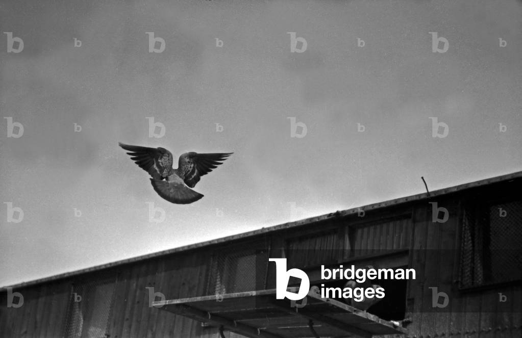 Carrier pigeons of the Heeres Brieftauben Anstalt leaving their dovecote, Germany 1930s (b/w photo)